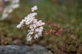 White stonecrop Sedum album, white starry flowers